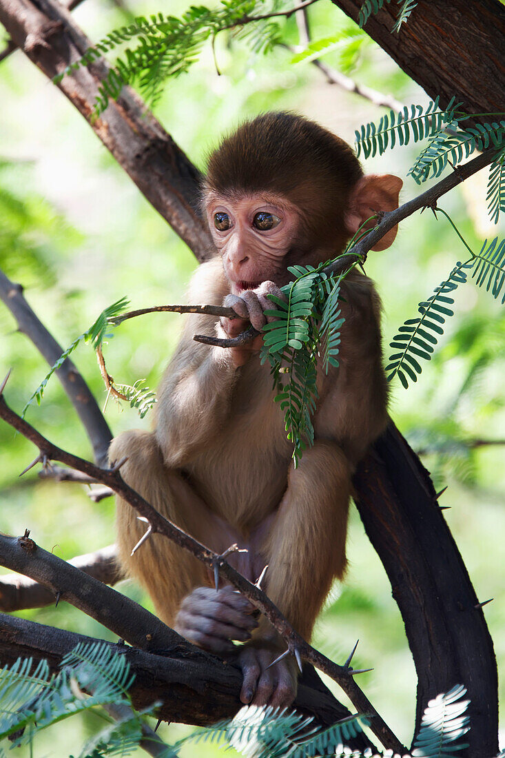 Rhesus macaque (Macaca mulatta) eating leaves, Dharpatha Mal, Madhya Pradesh, India