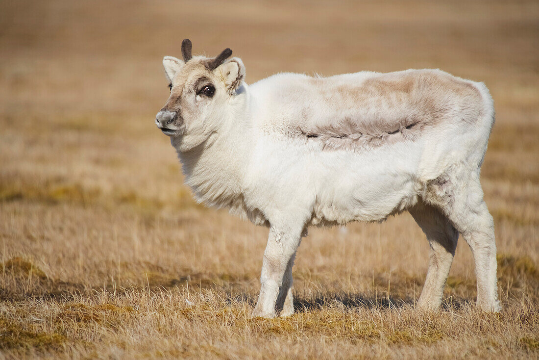 A young reindeer (Rangifer tarandus) standing in a grass field, Svalbard, Norway