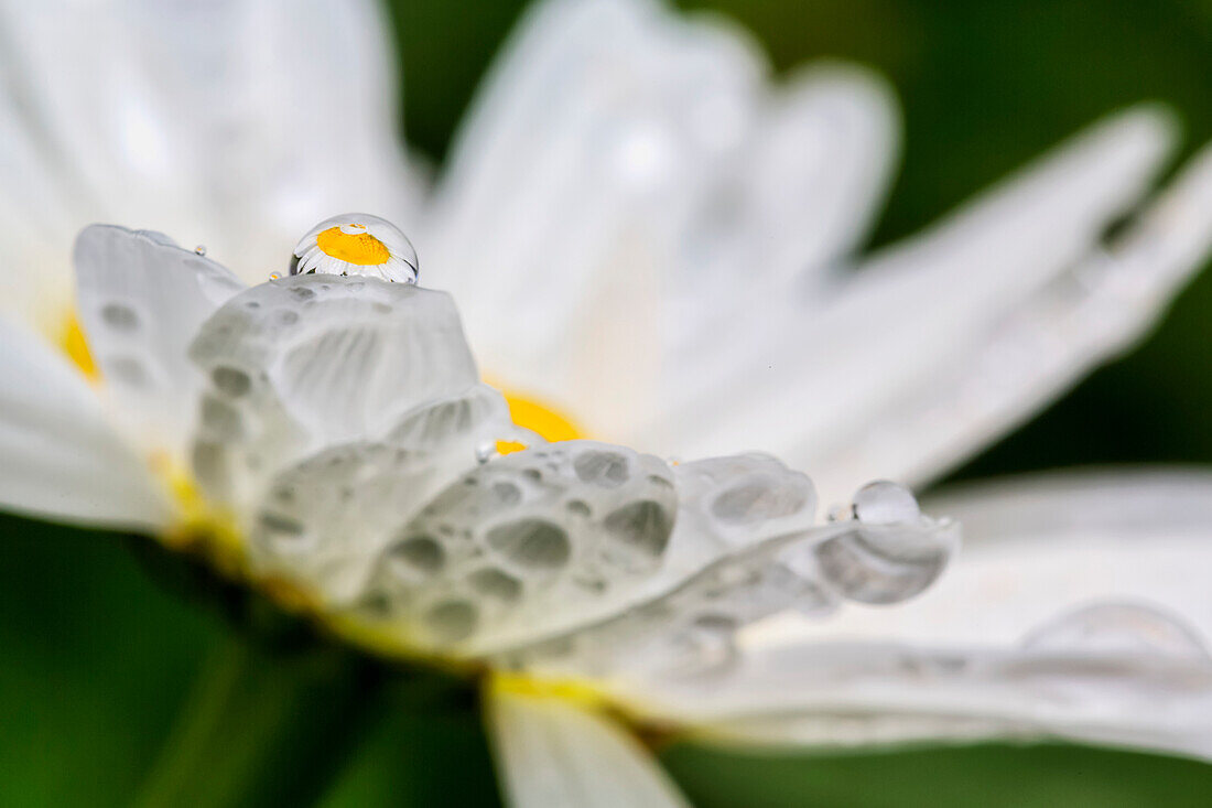 Nahaufnahme eines Gänseblümchens mit einem Wassertropfen, in dem sich die Blüte spiegelt