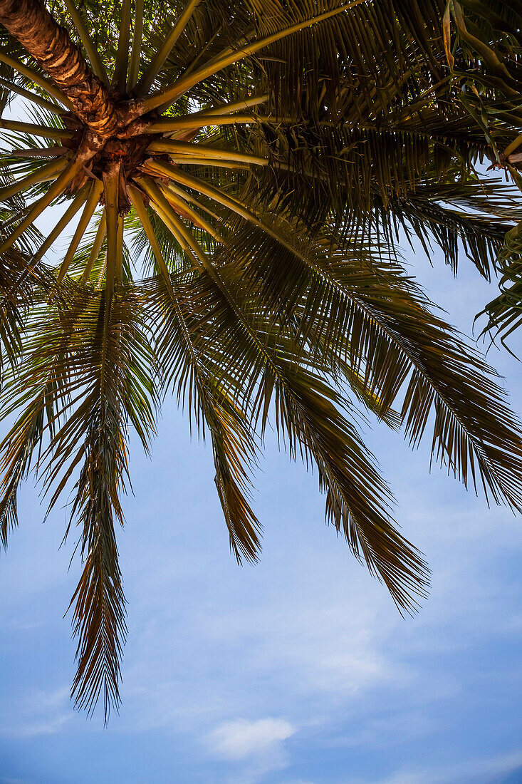 Looking up into a palm tree against a bright blue sky, Tamarindo, Costa Rica