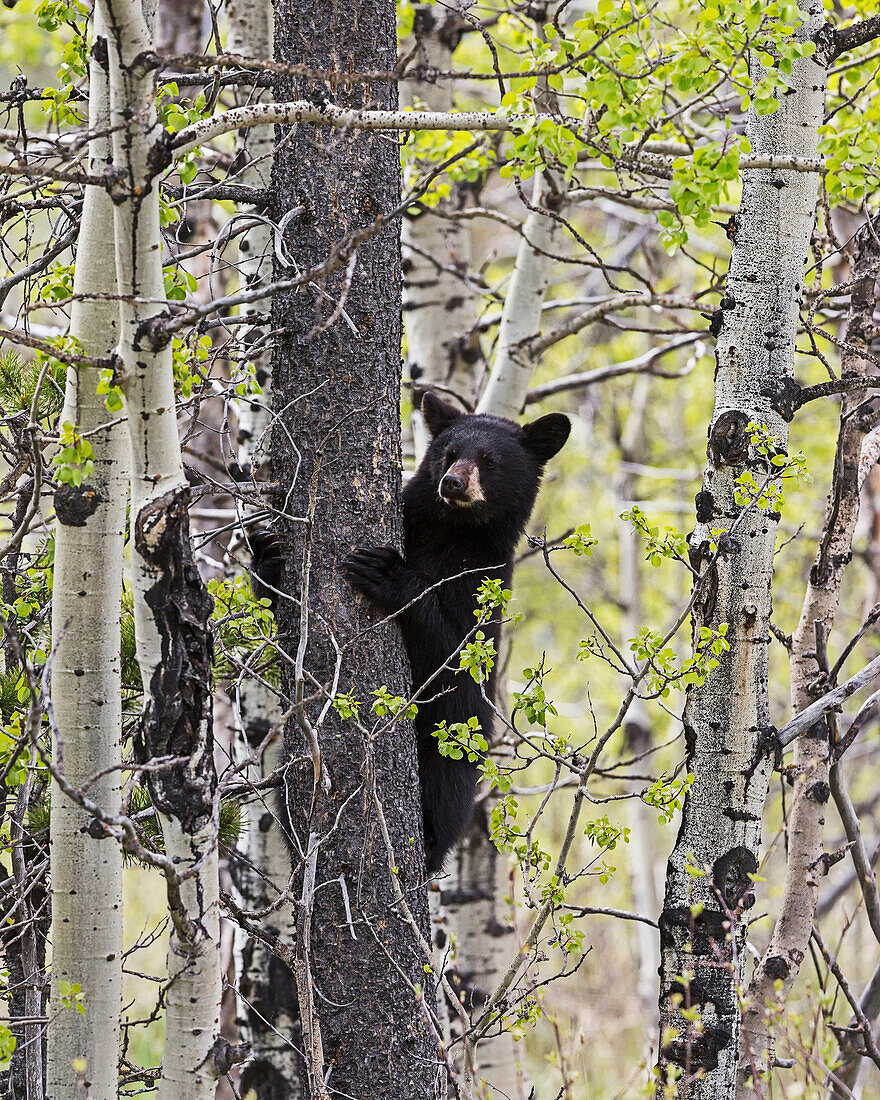 Young black bear (Ursus americanus) in a tree, Waterton Lakes National Park, Alberta, Canada