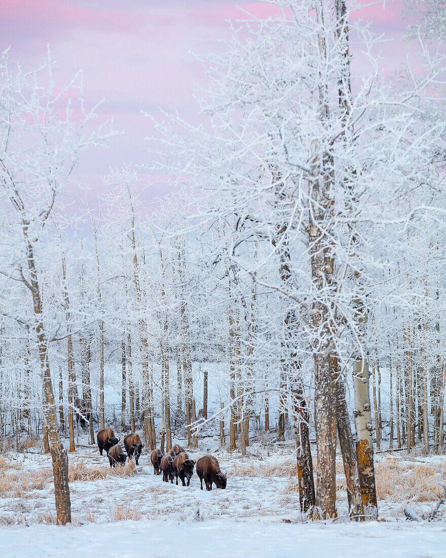 Bison walking in the early morning through the snow, Elk Island National Park, Alberta, Canada
