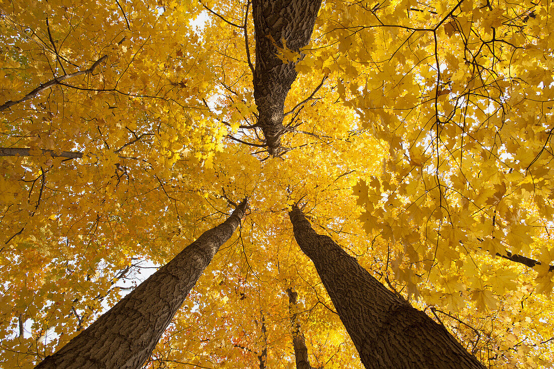 Low angle view of golden leaves on a tree in autumn, Brampton, Ontario, Canada