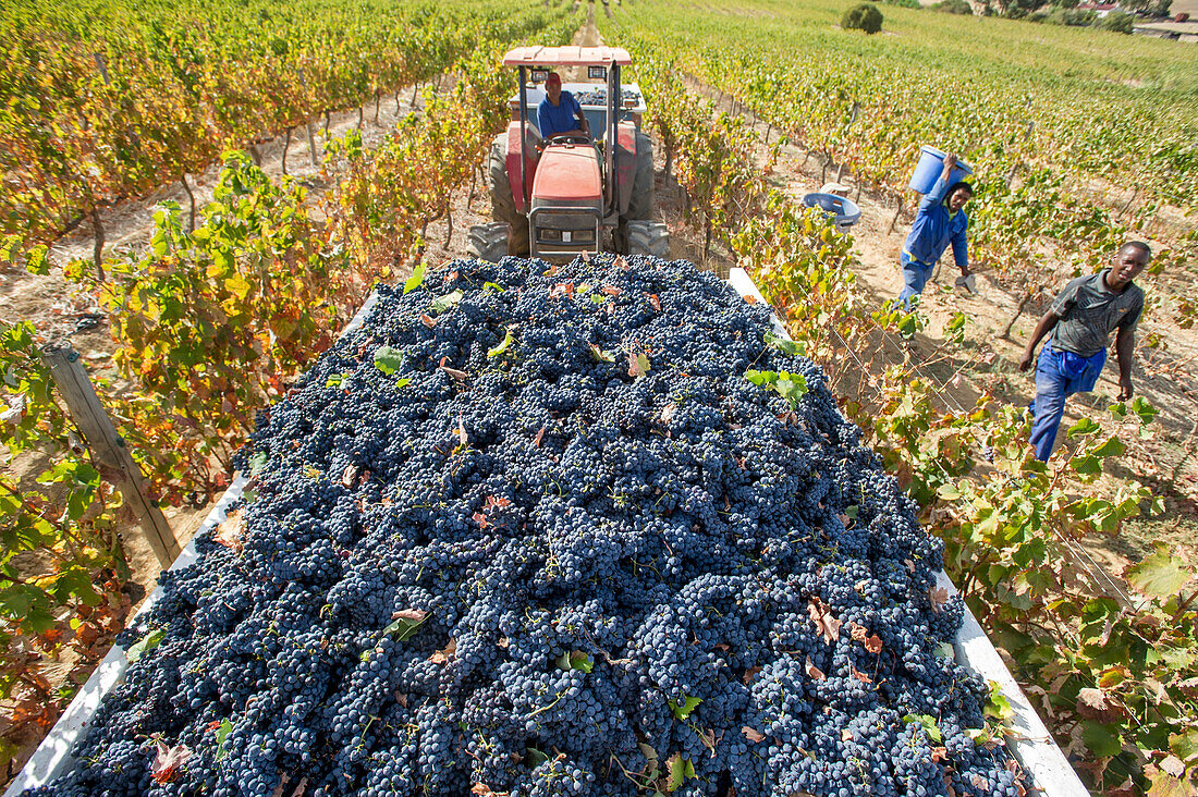 Wine grape harvest, Stellenbosch, South Africa