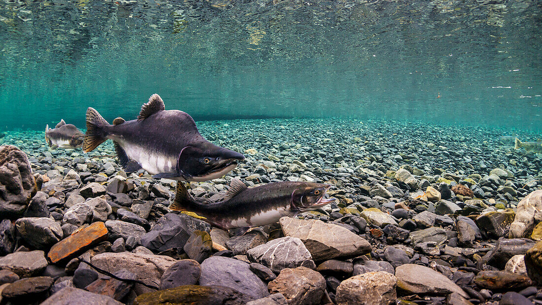 Pink salmon Oncorhynchus gorbuscha probes her redd while her alpha male guards in an Alaska stream during summer.