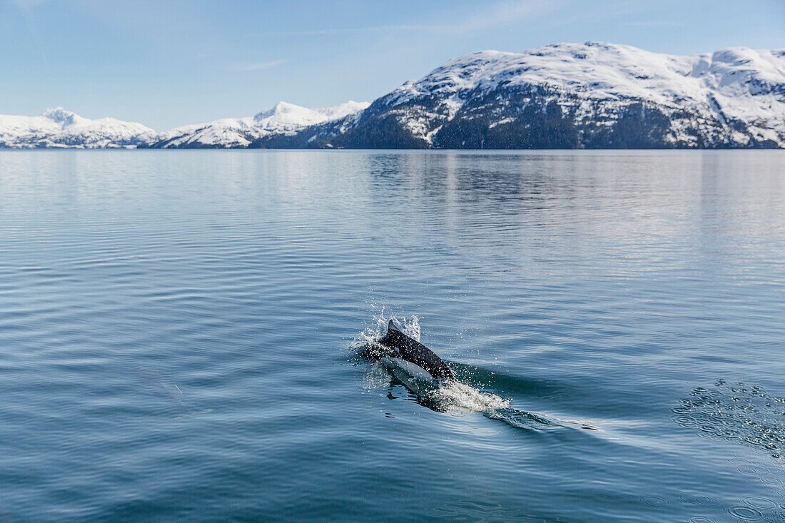 Dall's Porpoise swimming at the surface of the ocean, Prince William Sound, Whittier, Southcentral Alaska, USA, Winter