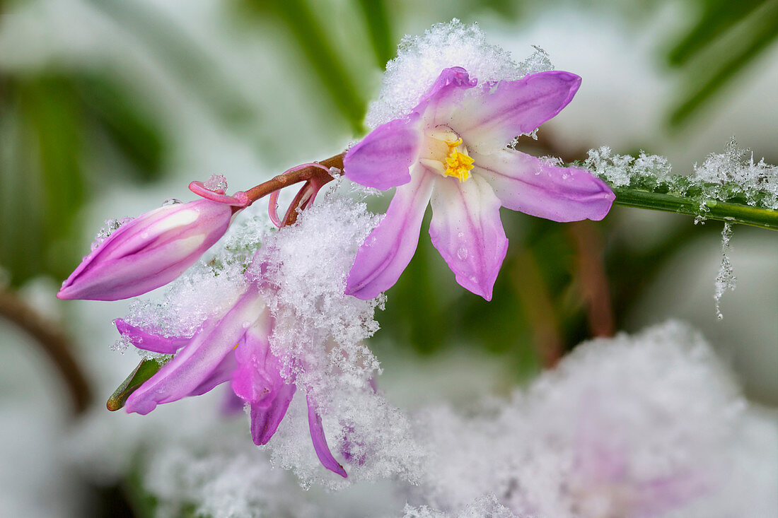 Nahaufnahme einer Chionodoxa-Blüte Glory-of-the-snow mit Schnee, Alaska