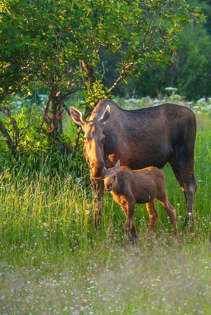 A moose cow and calf in Kincaid Park, Anchorage, Southcentral Alaska, summer