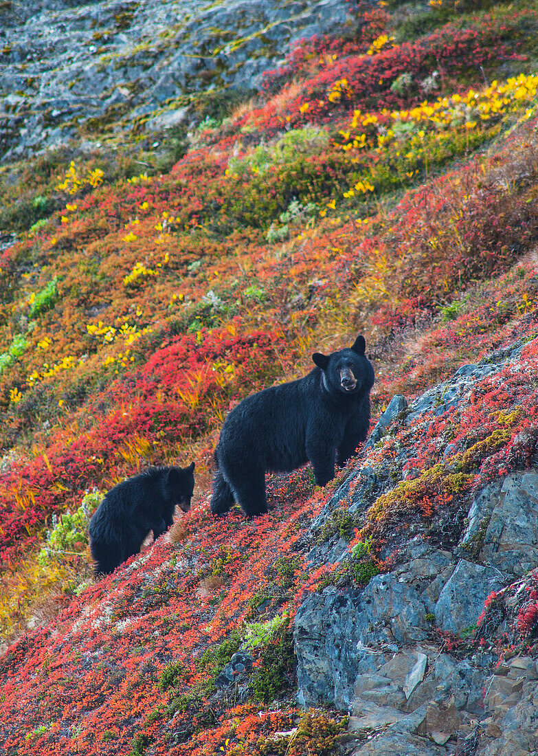 Black bear sow Urus Americanus with her cub on a colorful hillside in autumn near Exit Glacier, Kenai Fjords National Park, Southcentral Alaska