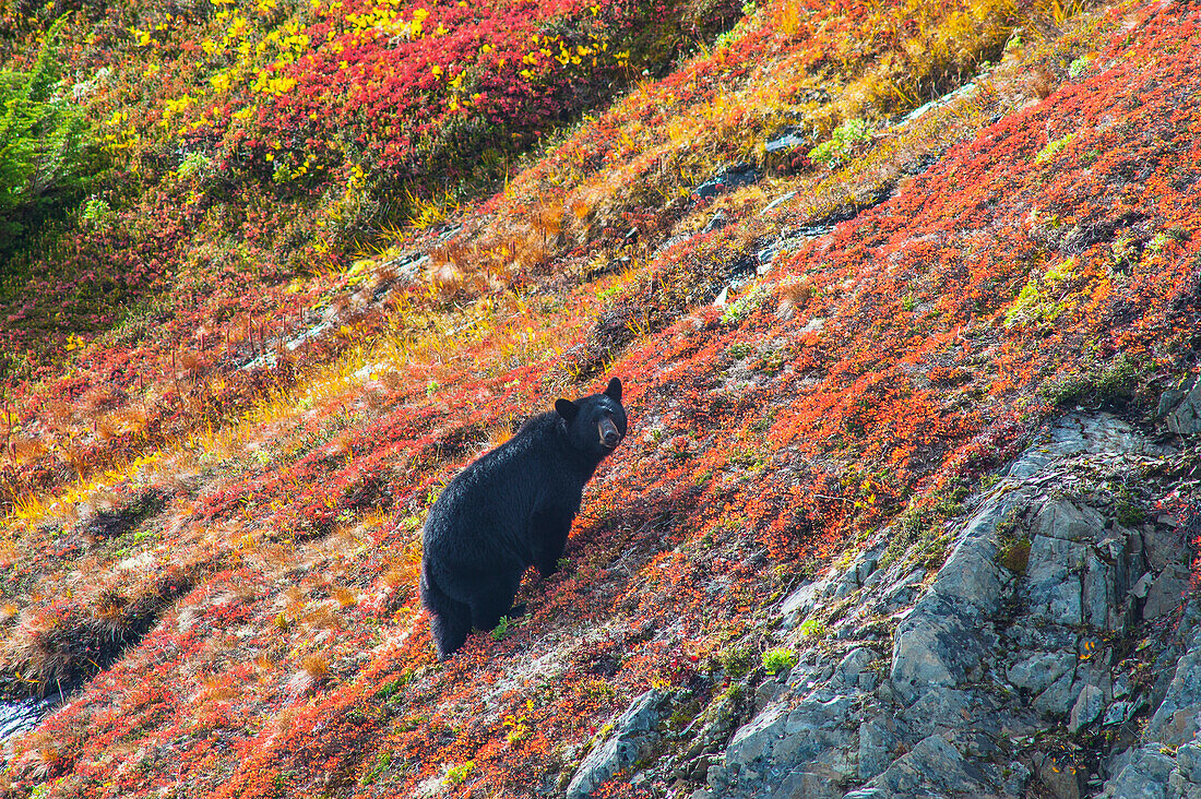 Black bear Urus Americanus standing on a colorful autumn hillside, Kenai Fjords National Park, Southcentral Alaska