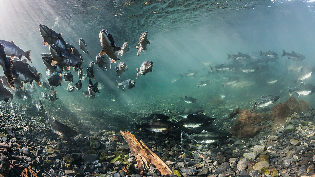 Pink Salmon Oncorhynchus gorbuscha summer spawning migration in a tributary of Prince William Sound, Alaska.