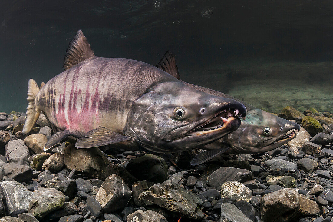 Mature male Chum Salmon Oncorhynchus keta size each other while competing over a female in an Alaskan stream during the summer.