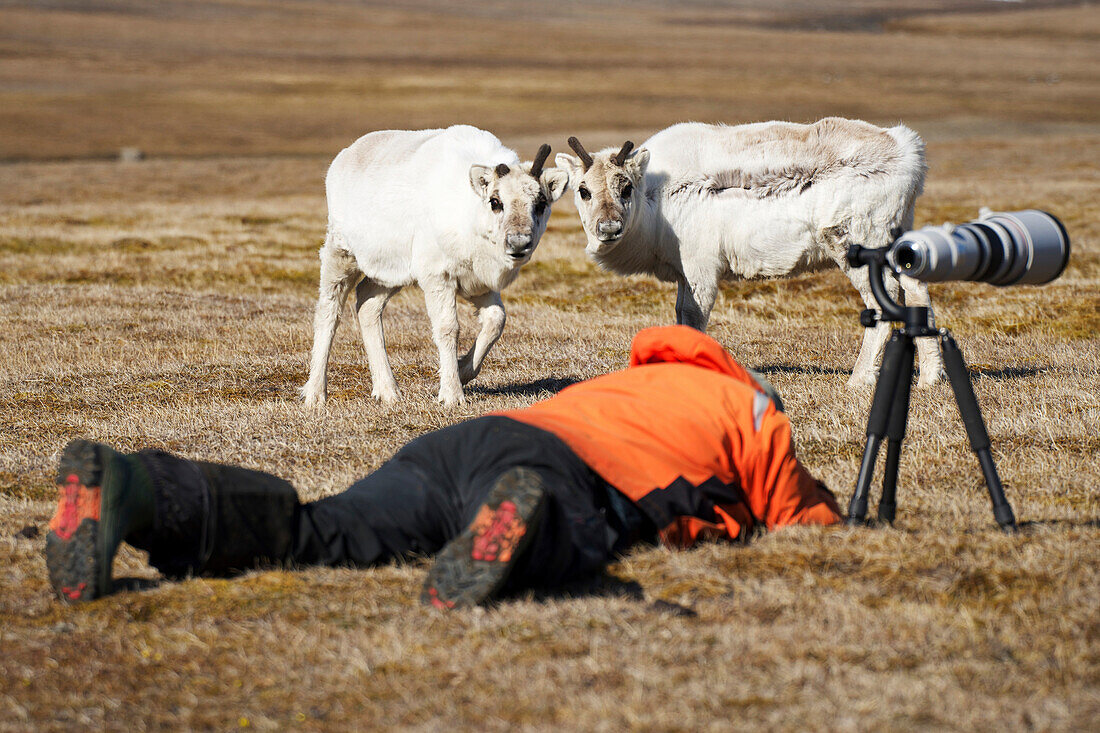 Photographer lays down on a grass field with camera and long lens on a tripod as two sheep stand close by watching him, Spitsbergen, Svalbard, Norway