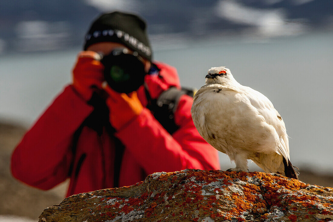 Close up of a white ptarmigan Lagopus perched on a rock with a blurred photographer in a red jacket taking a picture of it with a long lens in the background, Spitsbergen, Svalbard, Norway