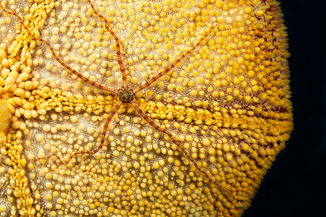 A long-arm brittle star Ophionereis porrecta on the convoluted surface of a cushion starfish Culcita novaeguineae, Hawaii, United States of America