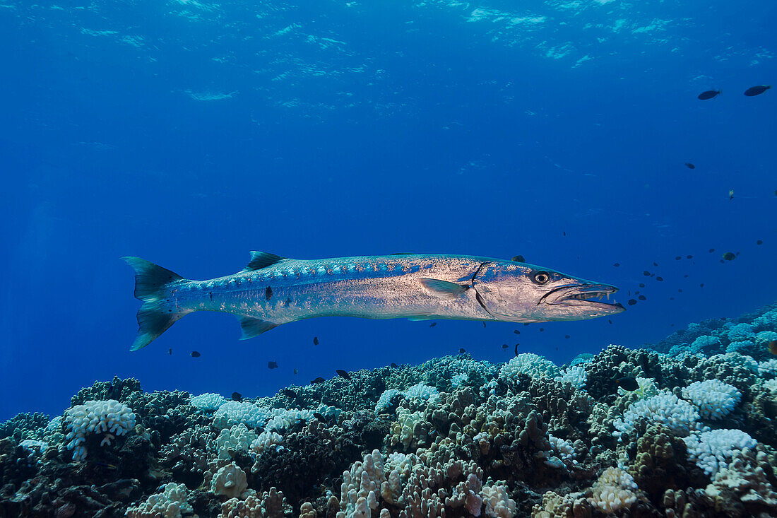 Great barracuda Sphyraena barracuda can reach as much as six feet in length, Hawaii, United States of America