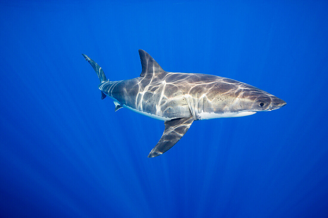 Great white shark Carcharodon carcharias, Guadalupe Island, Mexico