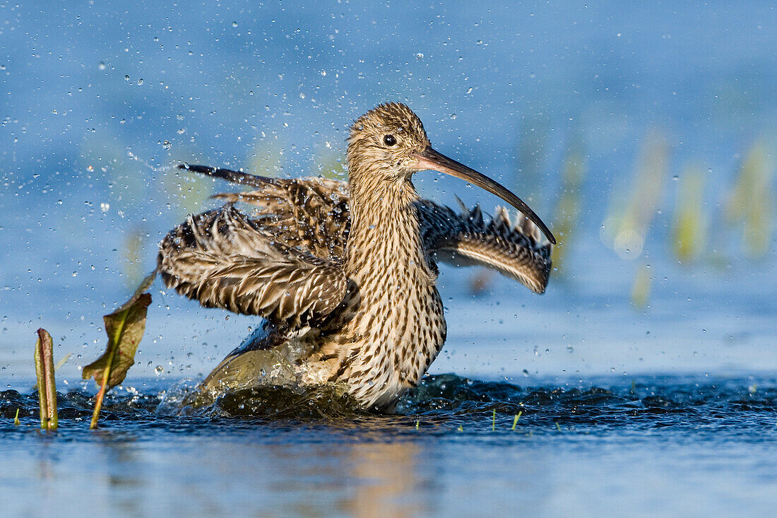 Eurasian Curlew (Numenius arquata) bathing, Antwerp, Belgium