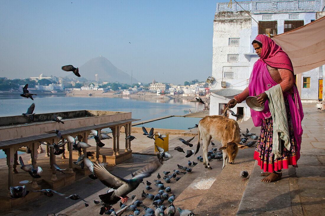 Woman feeding doves at lake Pushkarsee, Pushkar, Rajasthan, India