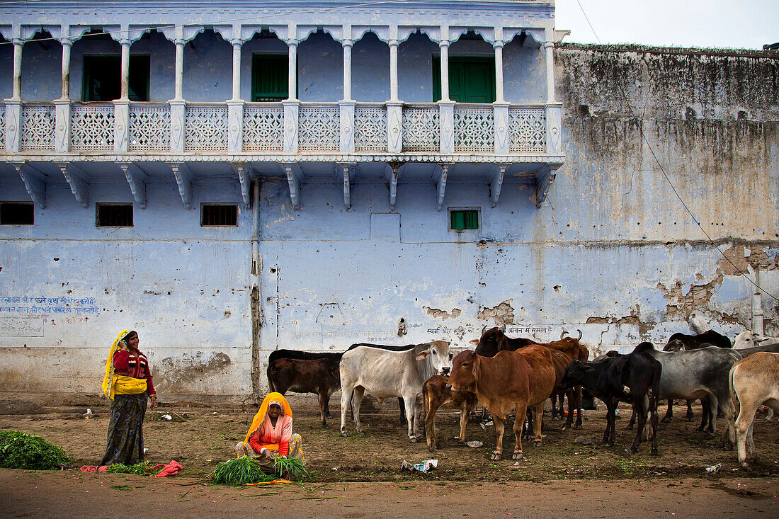 zwei Frauen und Rinder vor einer blauen Fassade, Pushkar, Rajasthan, Indien