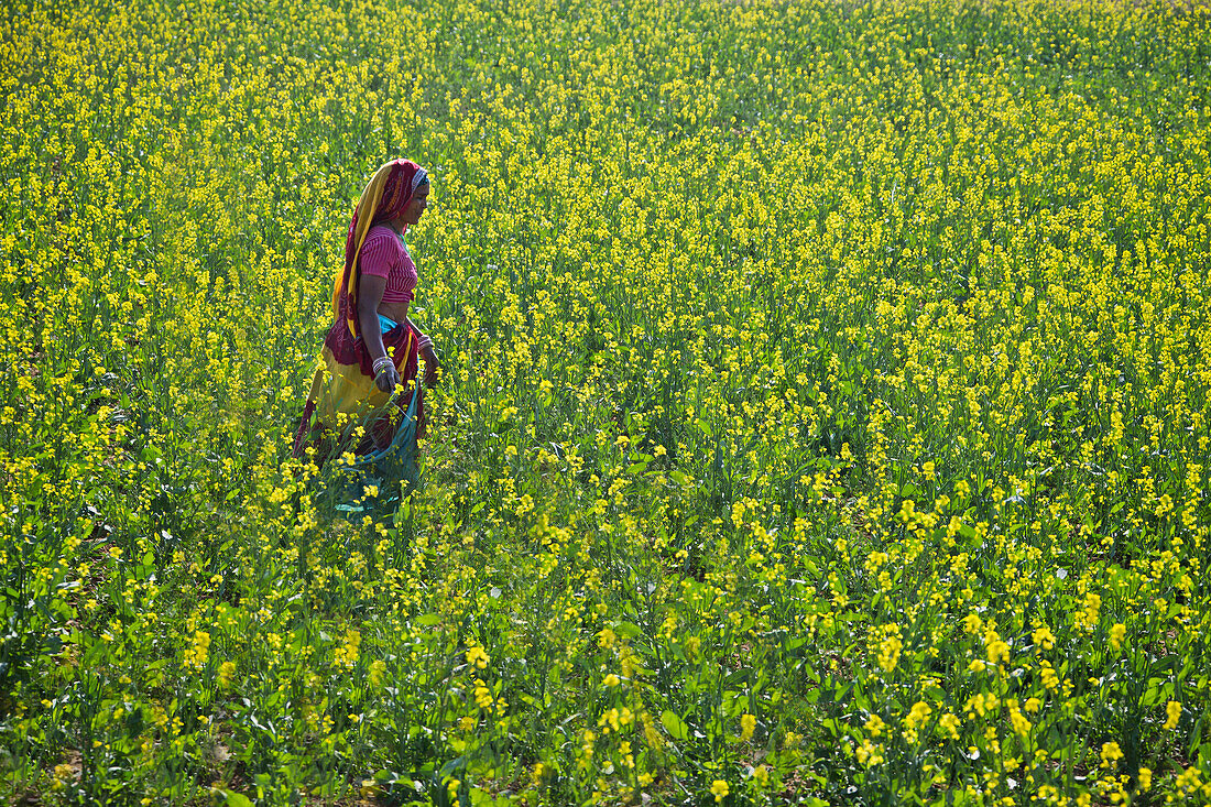Inderin in einem blühenden Senffeld, Rajasthan, Indien