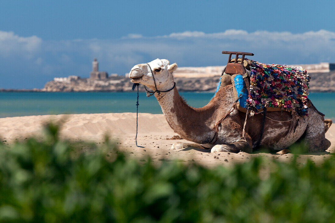 Kamel am Strand, Essaouira, Marokko