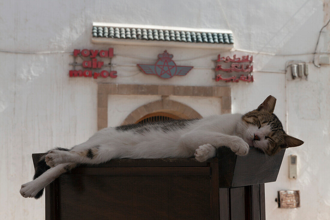 Katze beim Schlafen, Medina, Essaouira, Marokko