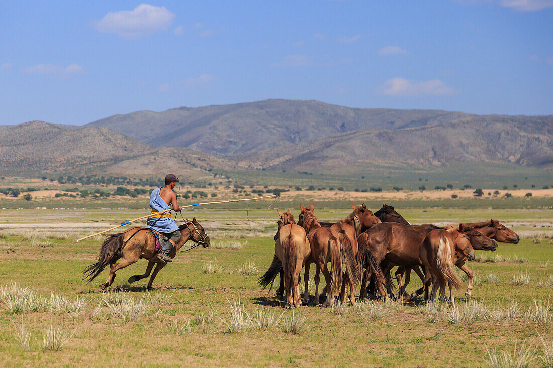 Mounted nomad holds uurga and herds horses in summer, Khogno Khan Uul Nature Reserve, Gurvanbulag, Bulgan, Northern Mongolia, Central Asia, Asia