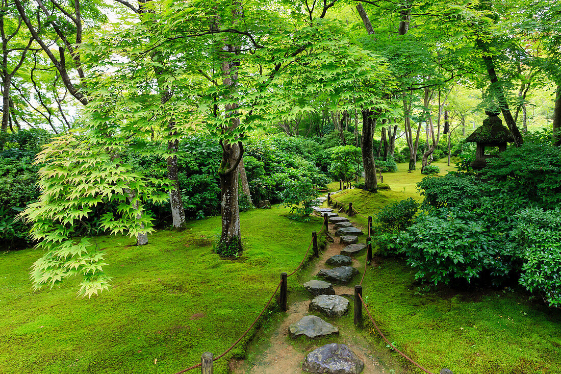 Okochi Sanso Villa garden, stone path through vibrant leafy trees with moss covered ground in summer, Arashiyama, Kyoto, Japan, Asia