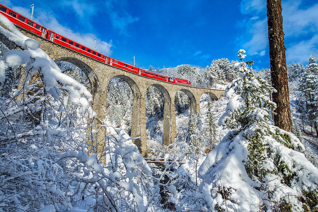 Bernina Express passes through the snowy woods around Filisur, Canton of Grisons Graubunden, Switzerland, Europe