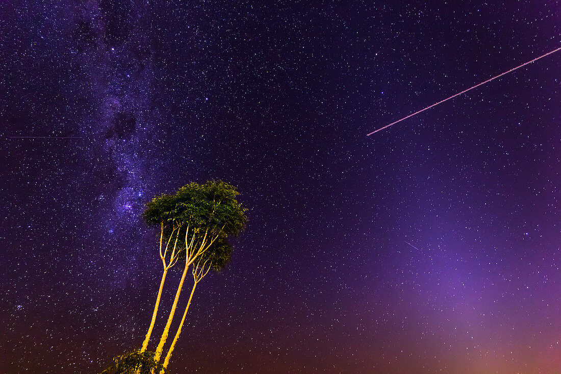 Milky Way with a tree at Lamington National Park, Queensland, Australia, Pacific