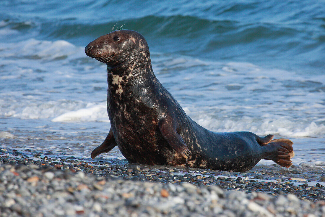 Grey seal, Helgoland-Duene, Germany, Europe