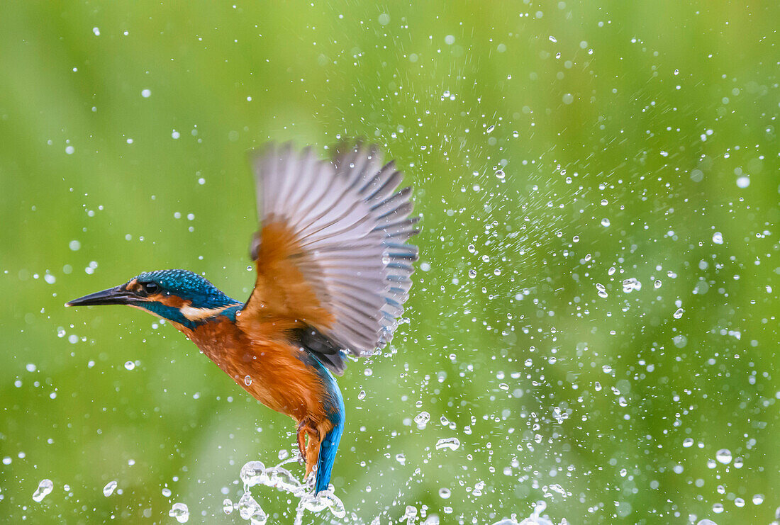 Kingfisher Alcedo atthis, United Kingdom, Europe