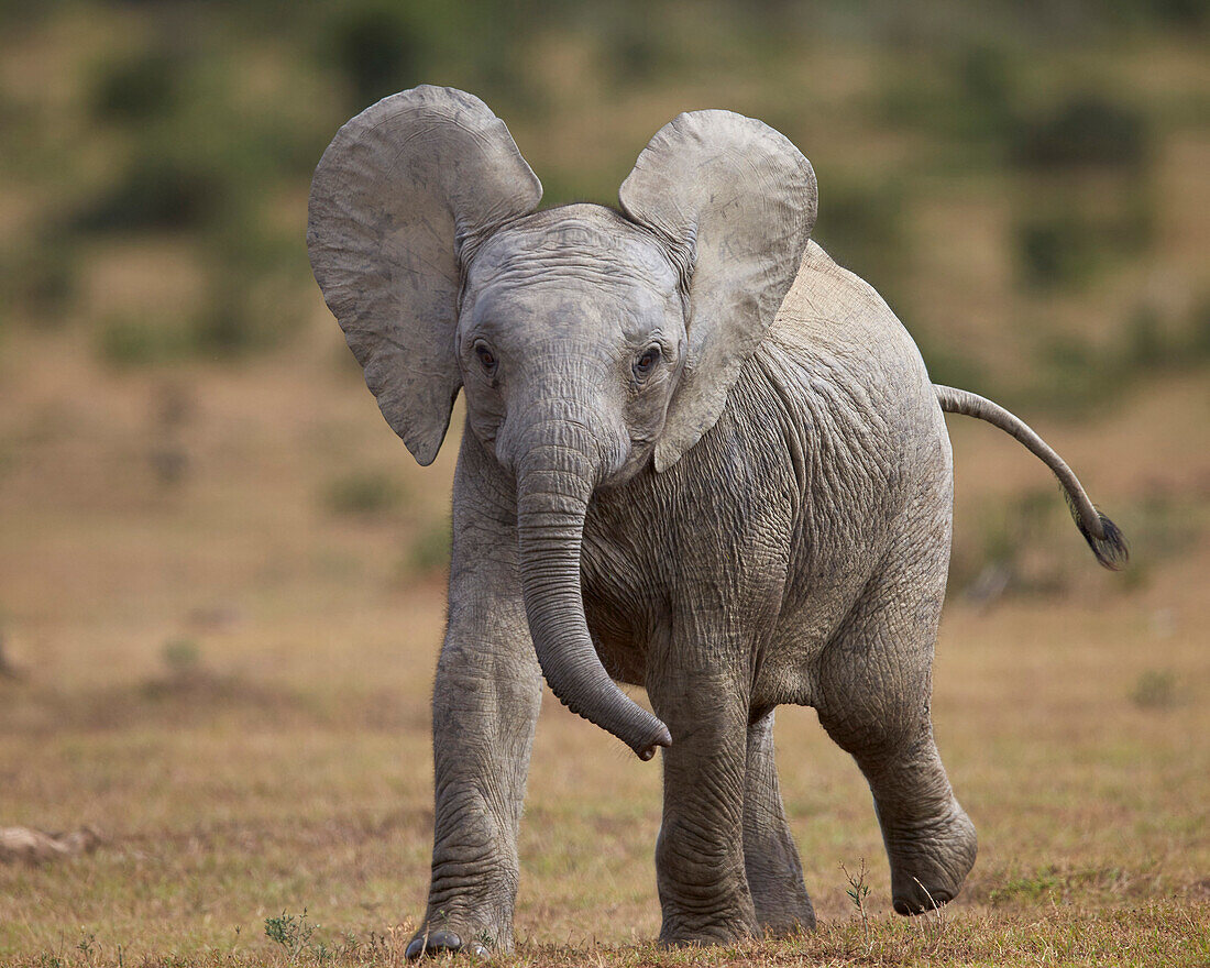 Young African elephant Loxodonta africana, Addo Elephant National Park, South Africa, Africa