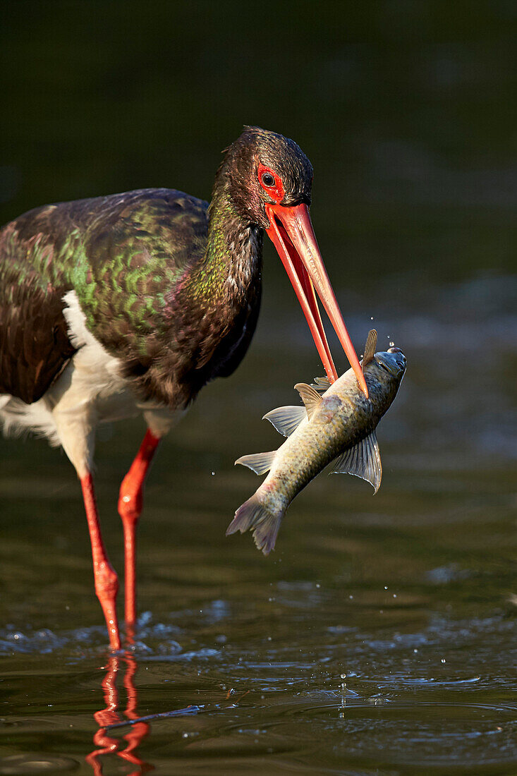 Black stork Ciconia nigra with a fish, Kruger National Park, South Africa, Africa