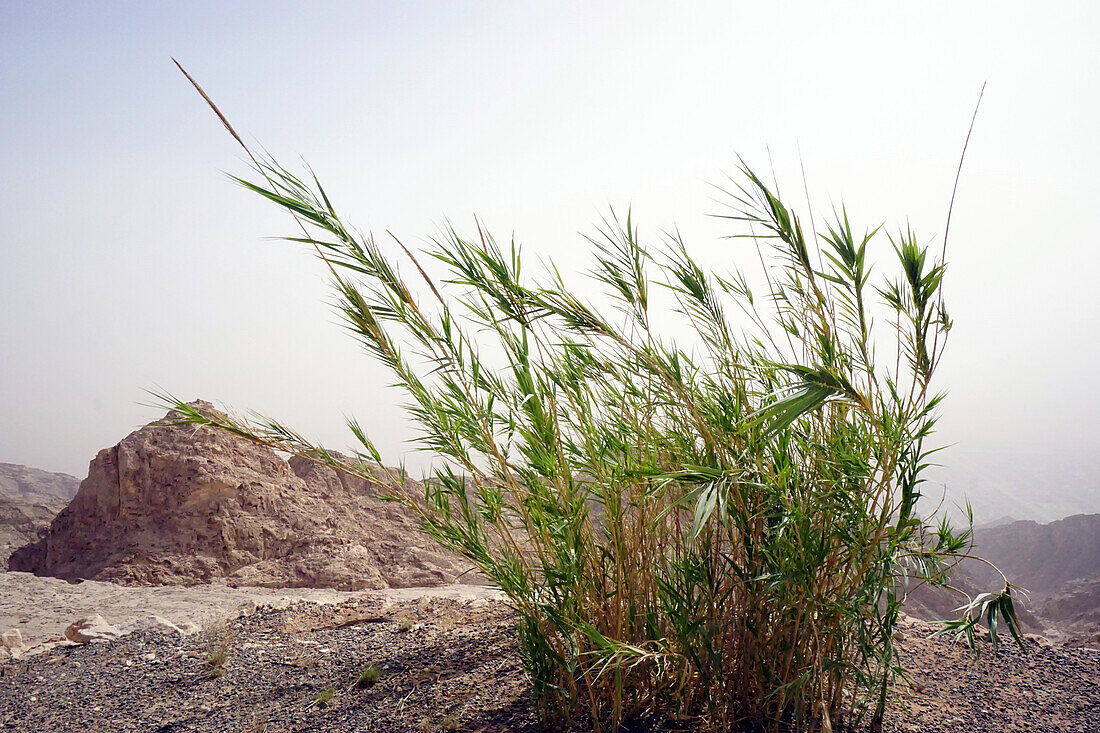 Bergansicht, Jebel Hafeet, Al Ain, Emirat Abu Dhabi, Vereinigte Arabische Emirate, VAE