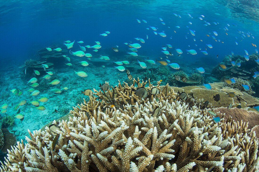 Reef fishes amongst profusion of hard plate at Pulau Setaih Island, Natuna Archipelago, Indonesia, Southeast Asia, Asia