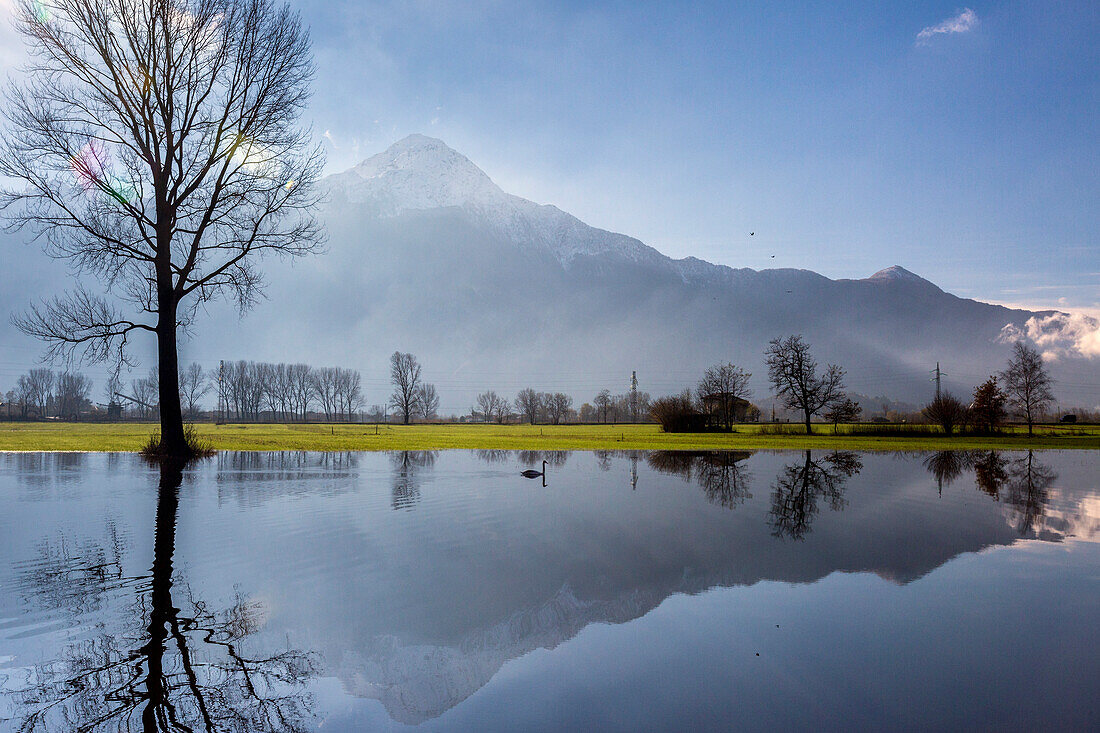 Natural reserve of Pian di Spagna  flooded with Mount Legnone and trees reflected in the water, Valtellina, Lombardy, Italy, Europe