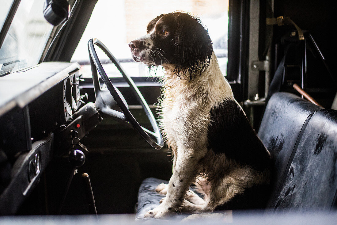 Springer spaniel, gun dog, Land Rover, England, United Kingdom, Europe
