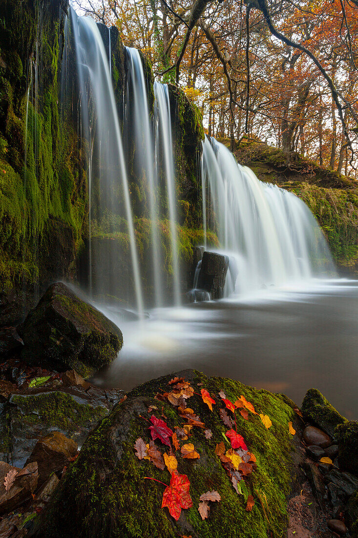 Sqwd Ddwli Waterfall, near Pontneddfechan, Afon Pyrddin, Powys, Brecon Beacons National Park, Wales, United Kingdom, Europe