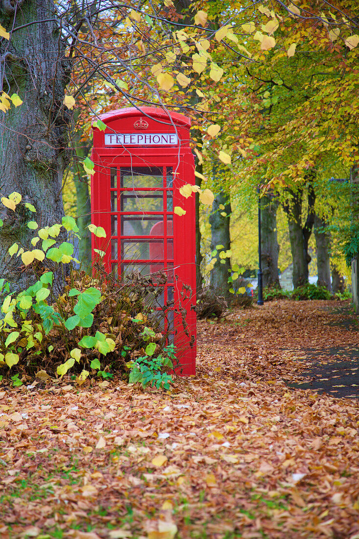 Red telephone box in autumn, Teversal Village, Nottinghamshire, England, United Kingdom, Europe