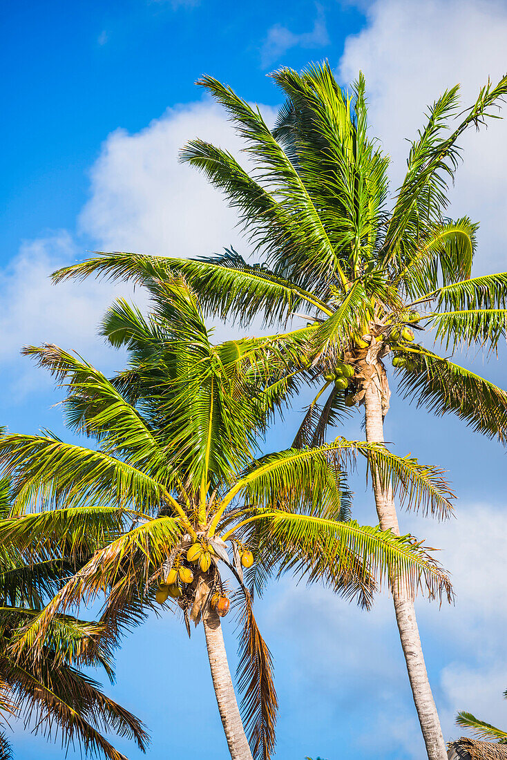 Palm tree, Muri, Rarotonga, Cook Islands, South Pacific, Pacific
