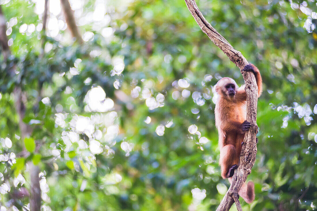 White fronted Capuchin monkey Cebus albifrons, Monkey Island Isla de los Monos, Tambopata National Reserve, Peru, South America