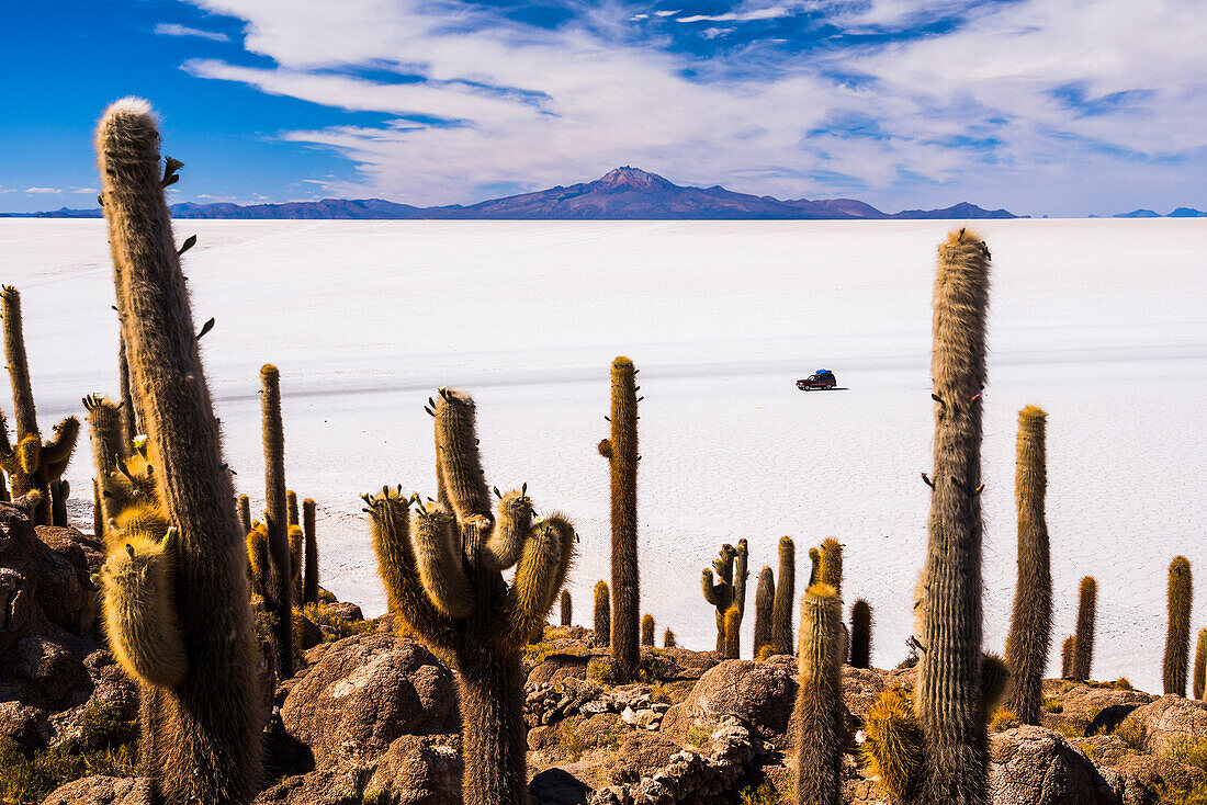 Cactus covered Fish Island Isla Incahuasi Inka Wasi, Uyuni Salt Flats Salar de Uyuni, Uyuni, Bolivia, South America