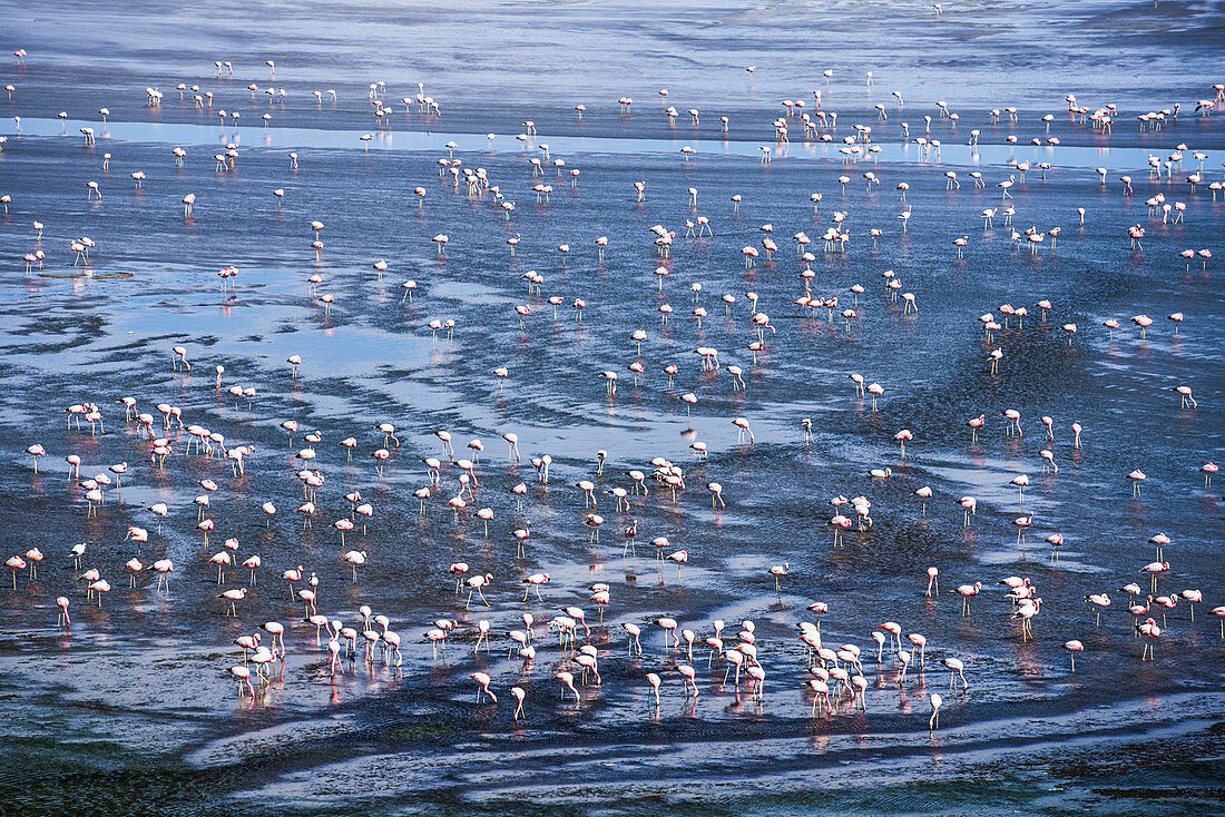 Thousands of flamingos at Laguna Colorada, a salt lake in the Altiplano of Bolivia in Eduardo Avaroa Andean Fauna National Reserve, Bolivia, South America