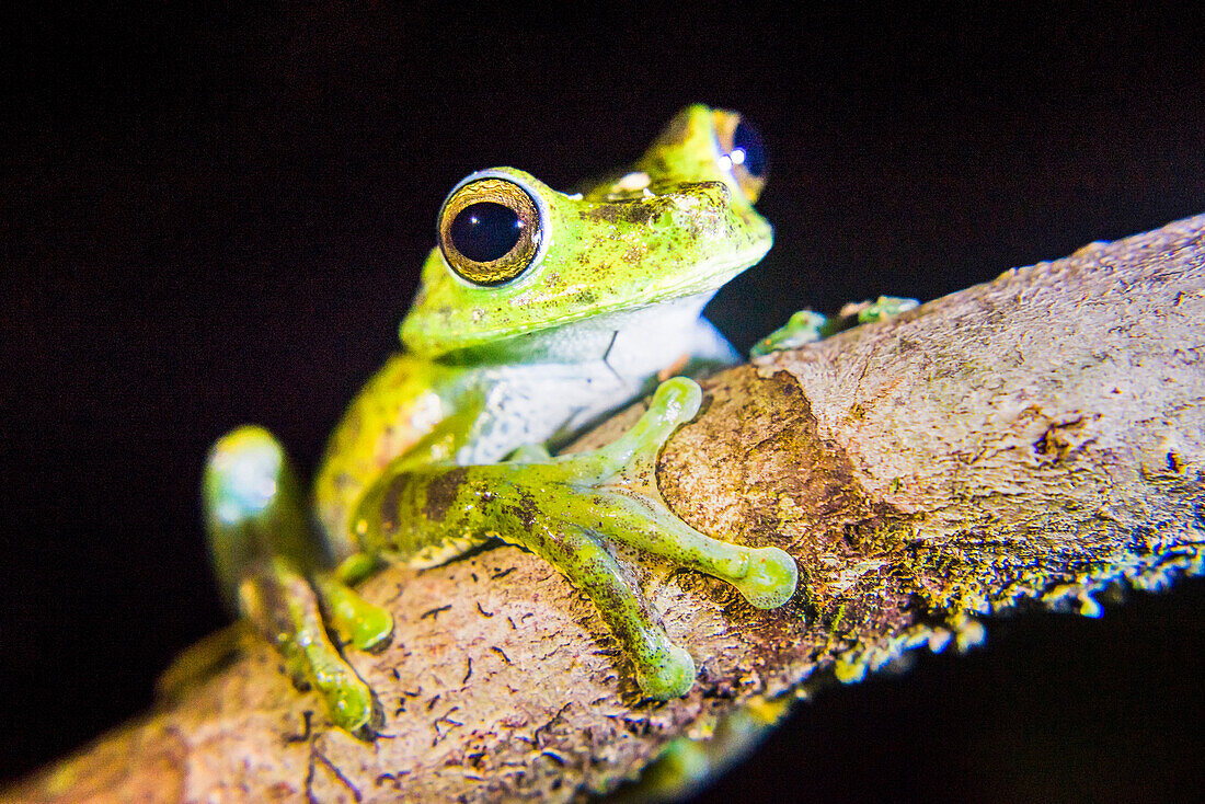 Tree frog in the Mashpi Cloud Forest area of the Choco Rainforest, Pichincha Province, Ecuador, South America