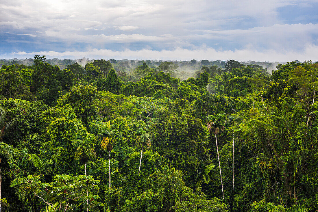 Amazon Rainforest at Sacha Lodge, Coca, Ecuador, South America