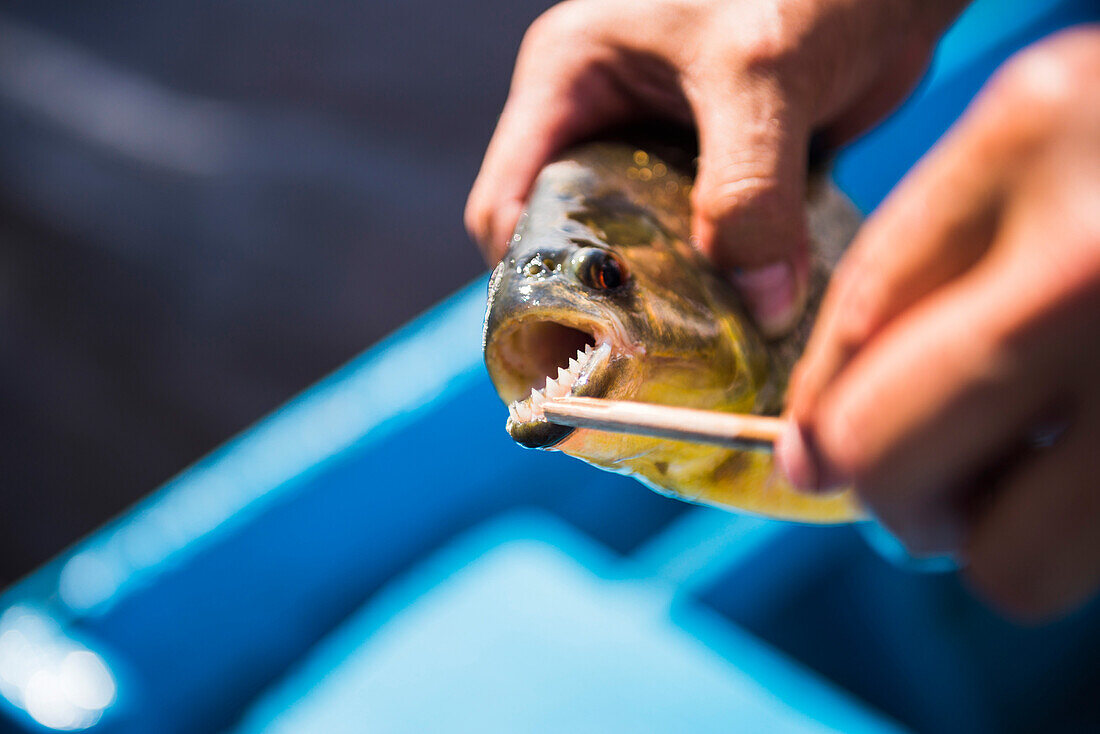 Piranha fishing in the Ibera Wetlands, Estancia San Juan de Poriahu, Corrientes Province, Argentina, South America