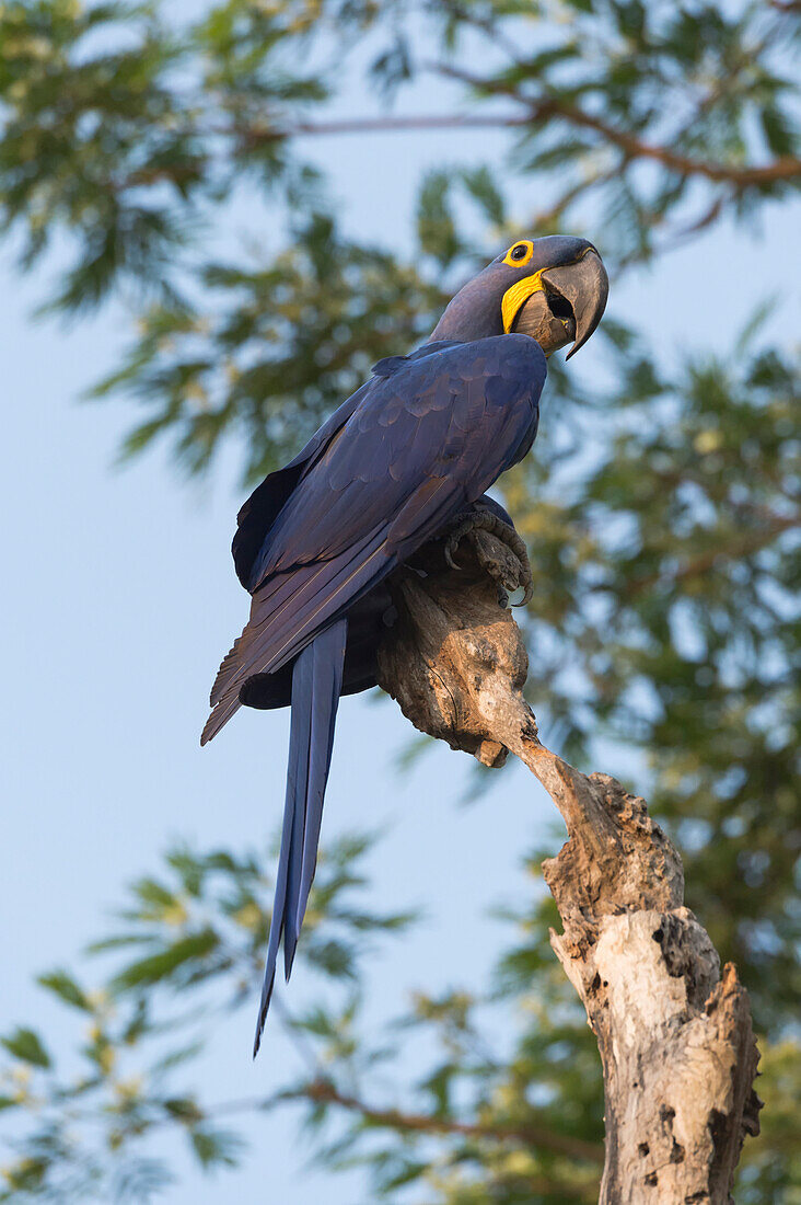 Hyacinth macaw Anodorhynchus hyacinthinus in a tree, Pantanal, Mato Grosso, Brazil, South America
