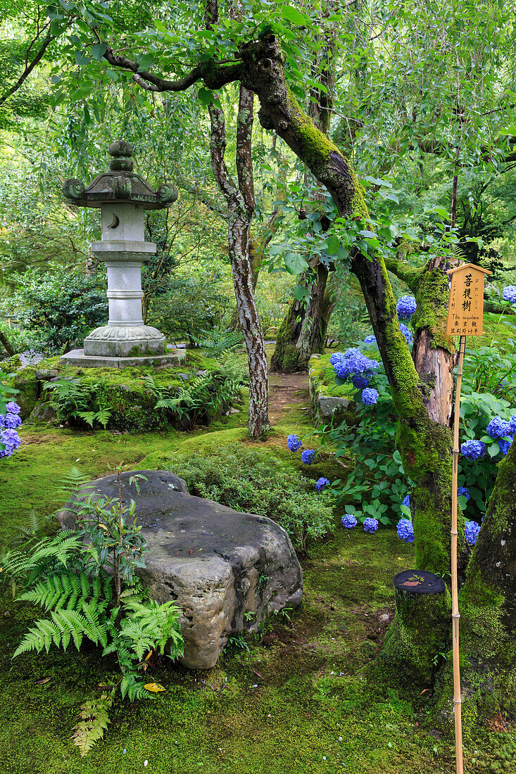Tenryu-ji temple garden, large stone lantern amongst leafy trees with vivid blue hydrangeas in summer, Arashiyama, Kyoto, Japan, Asia